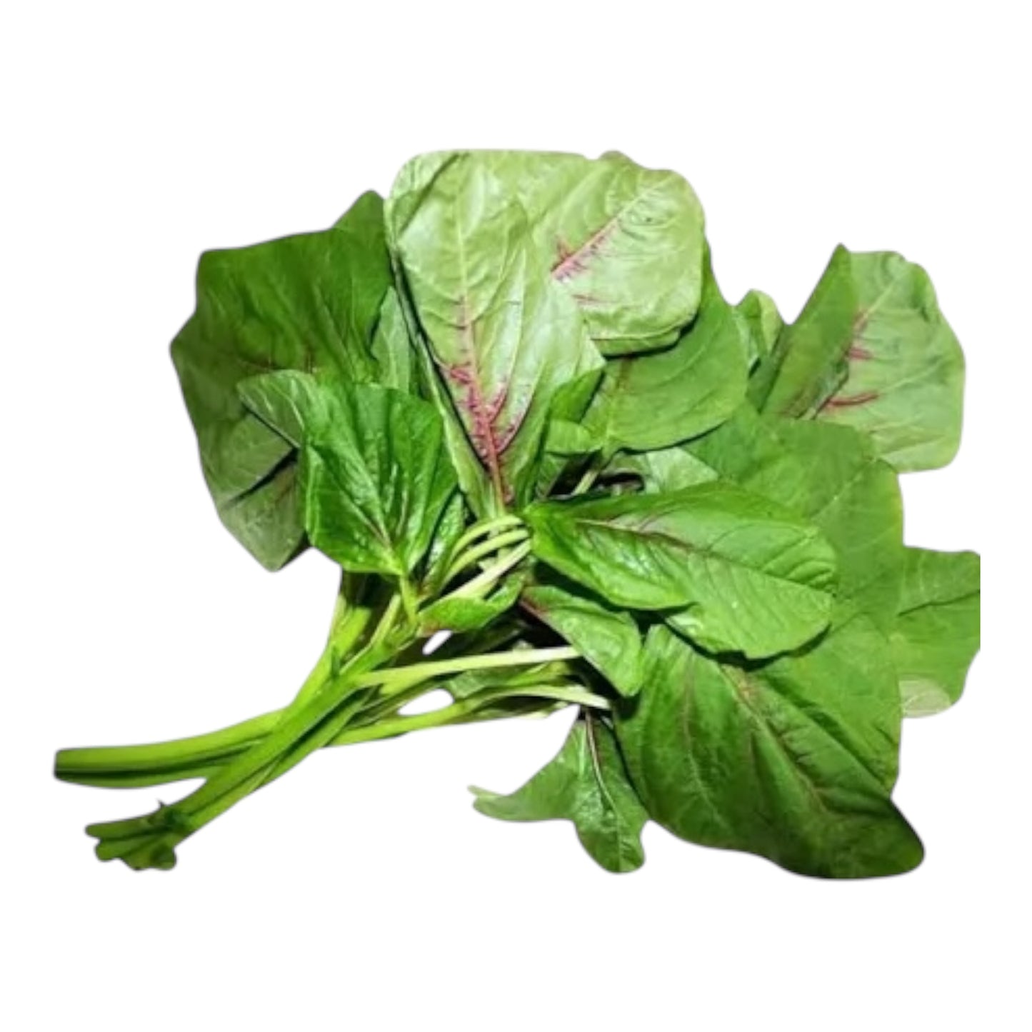 Amaranth Leaves Pack of 1