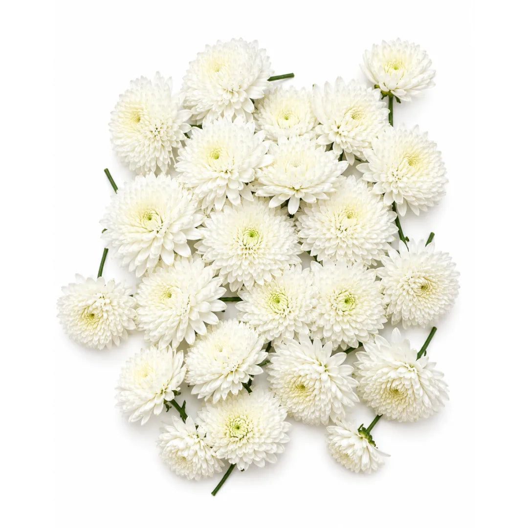 White Chrysanthemum Flowers (Chamanthi) 100 Gm