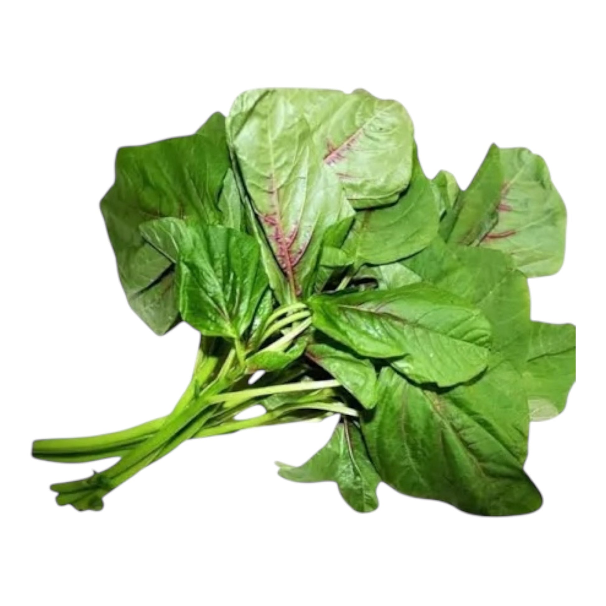 Amaranth Leaves Pack of 1