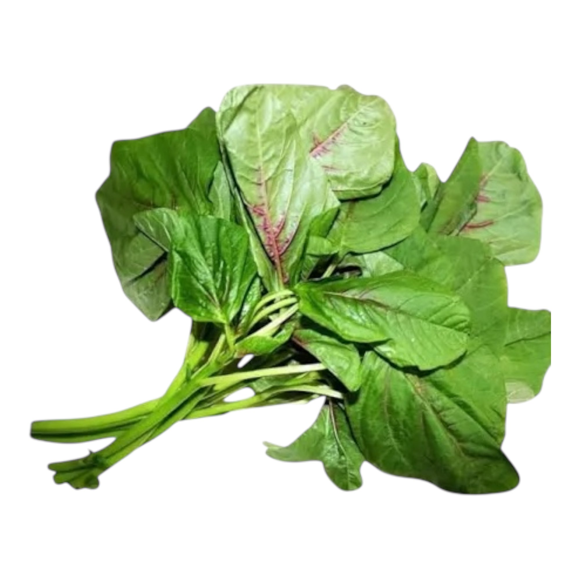 Amaranth Leaves Pack of 1
