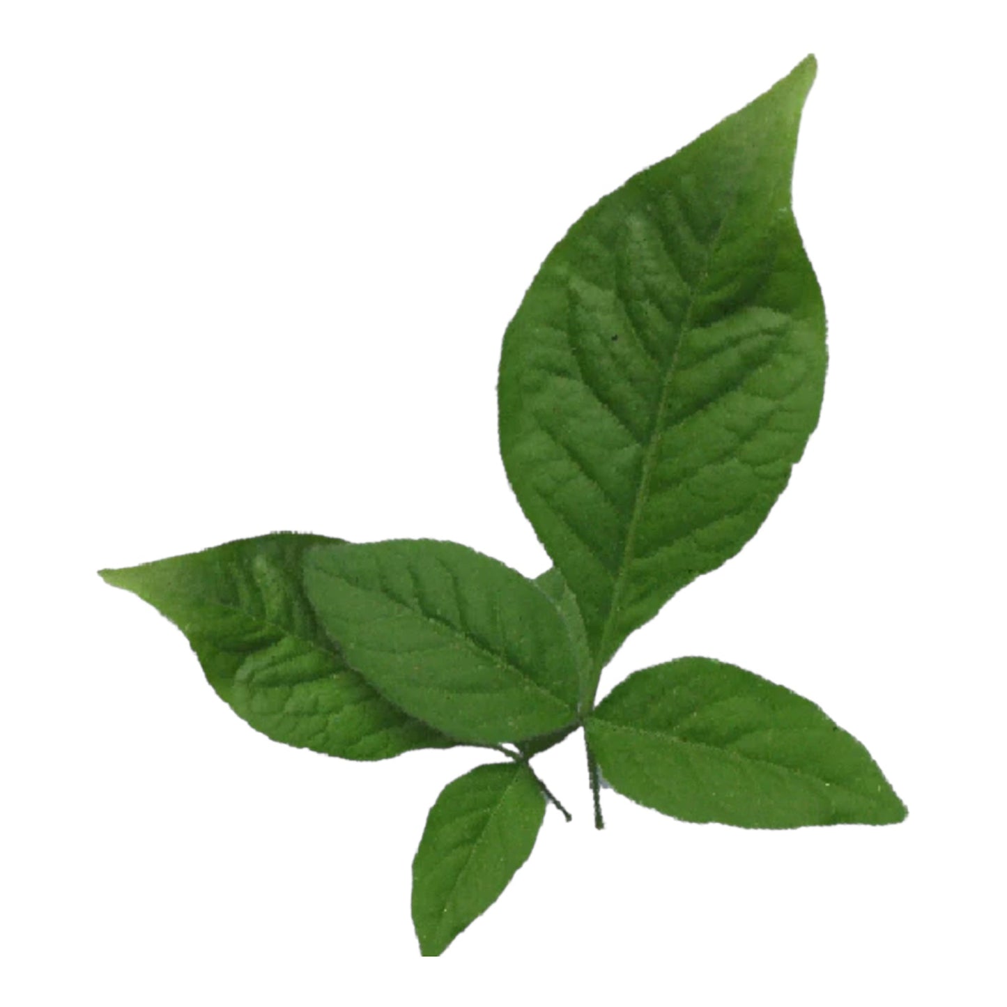 Bili Patra / Bilva 1 LB