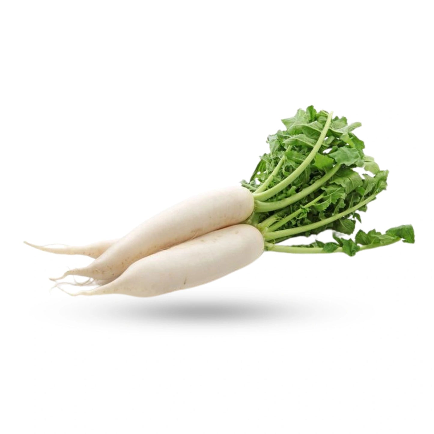 Chinese Radish 1.5 to 2 Lb