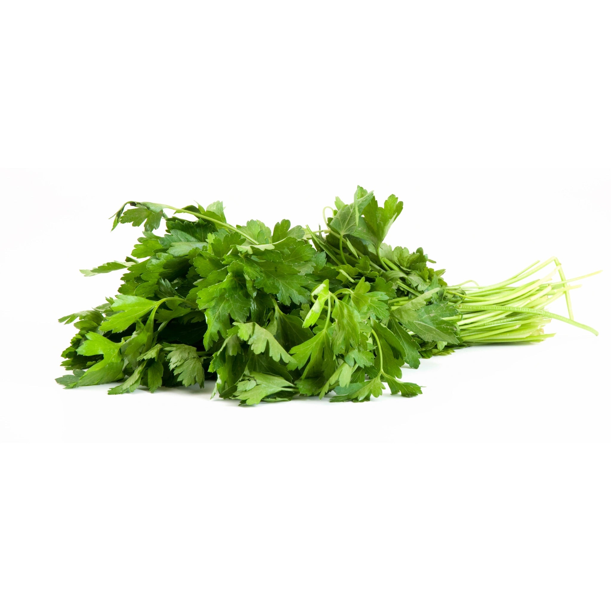 Cilantro