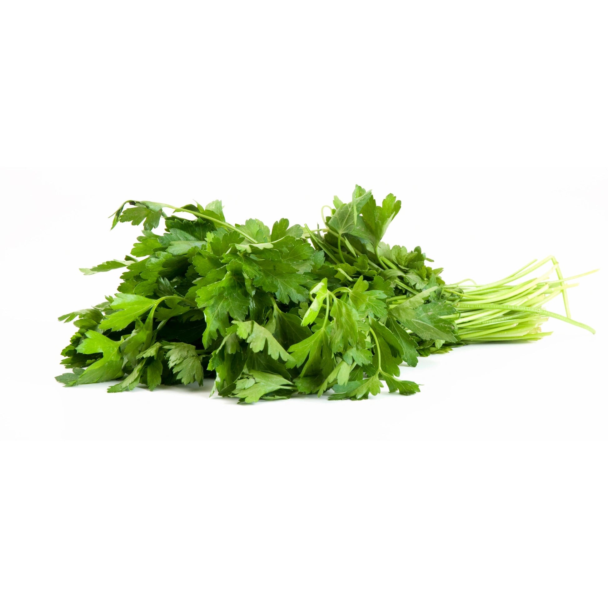 Cilantro Box 60 ct