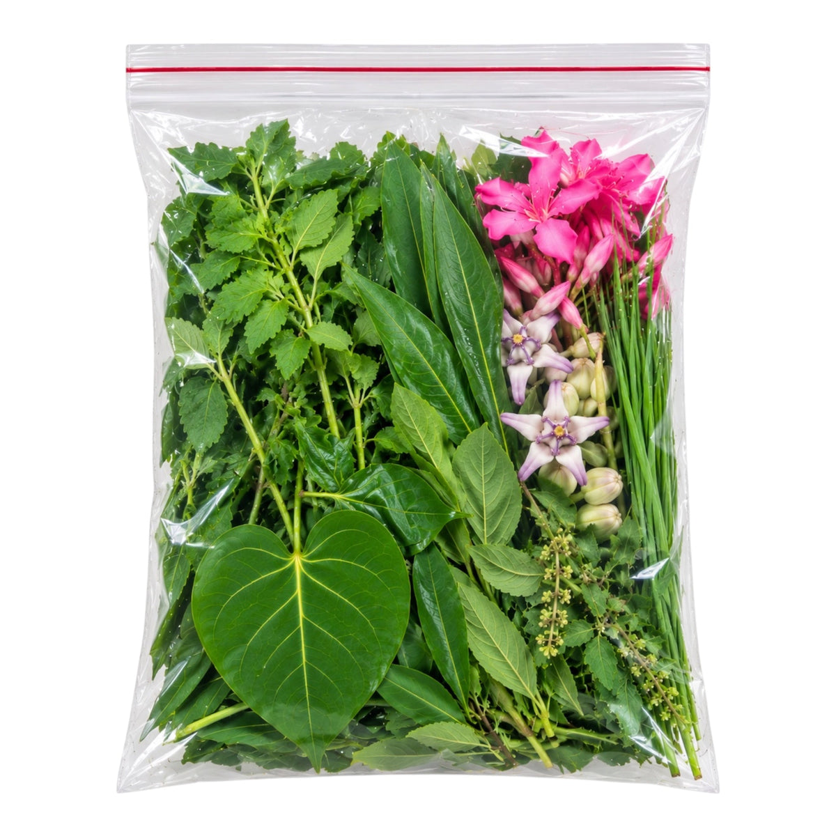 Ganesh Patri Leaves (9 Varieties) 1 Pack