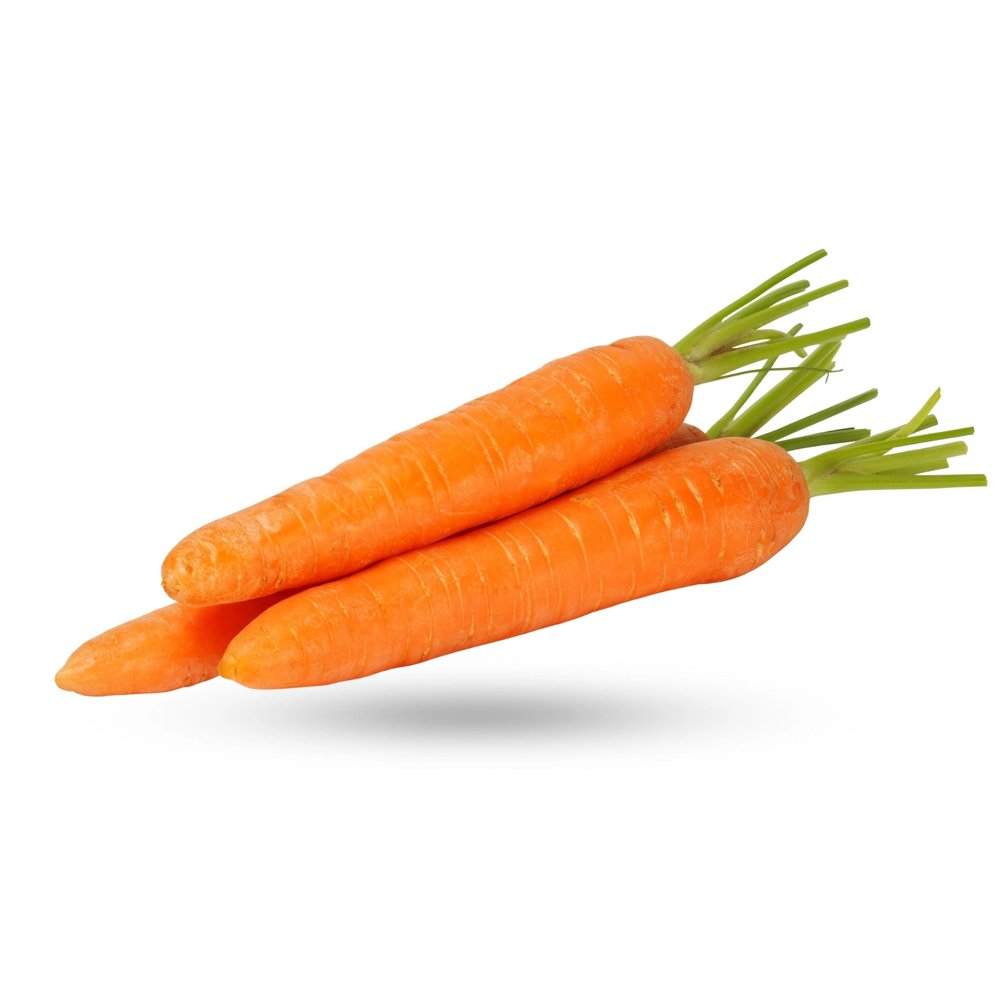Jumbo Carrot 2 ct