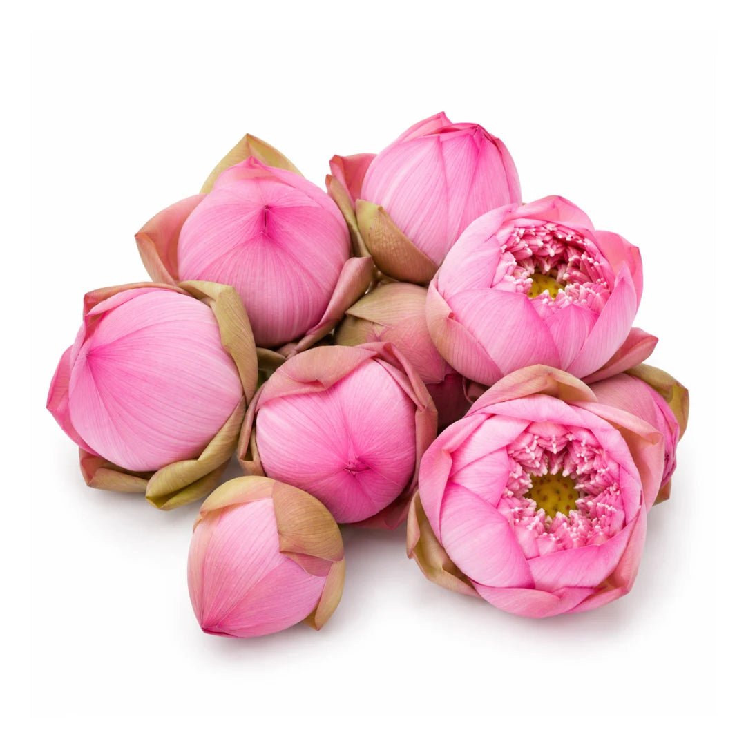 Lotus Pink (Flower) 1 Pc