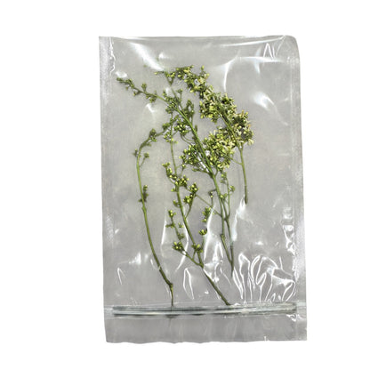 Neem Flowers 1 Pack