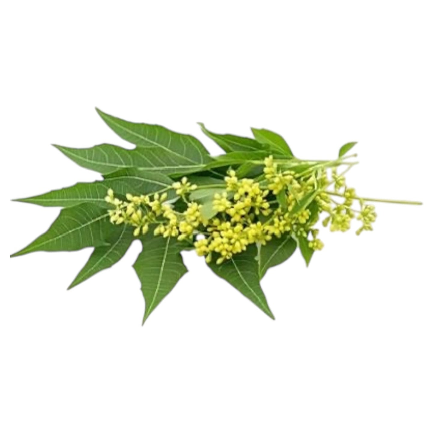 Neem Flowers 1 Pack