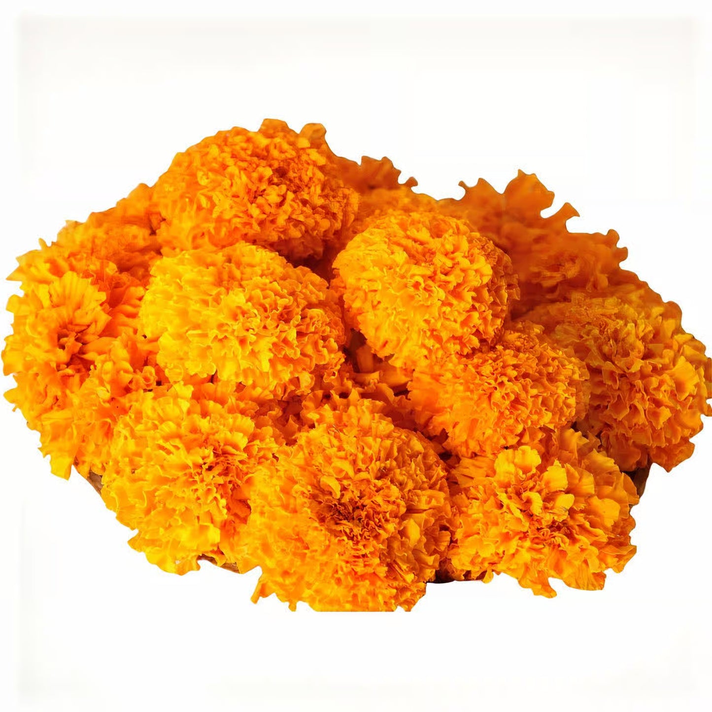 Marigold Orange 100 Gm