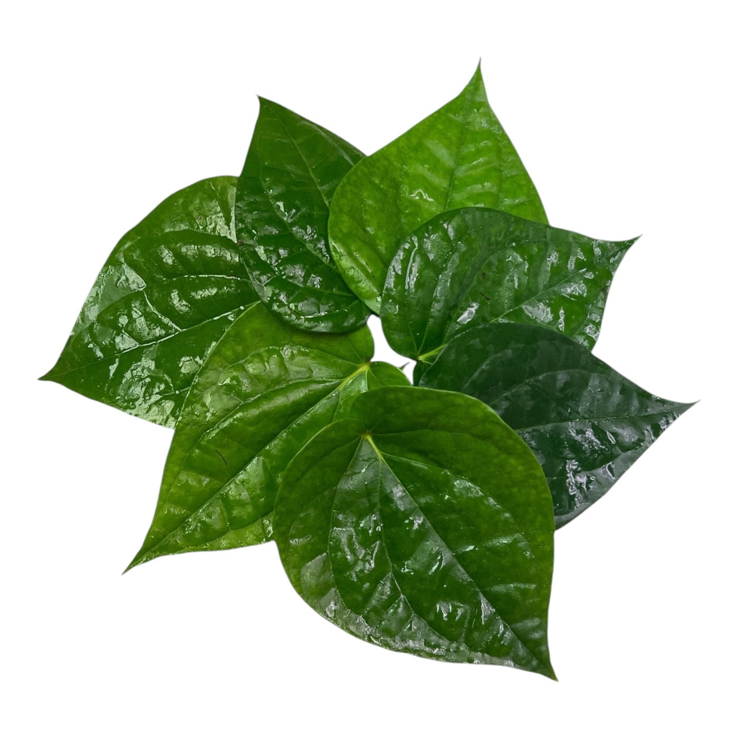 Paan leaves 1 LB