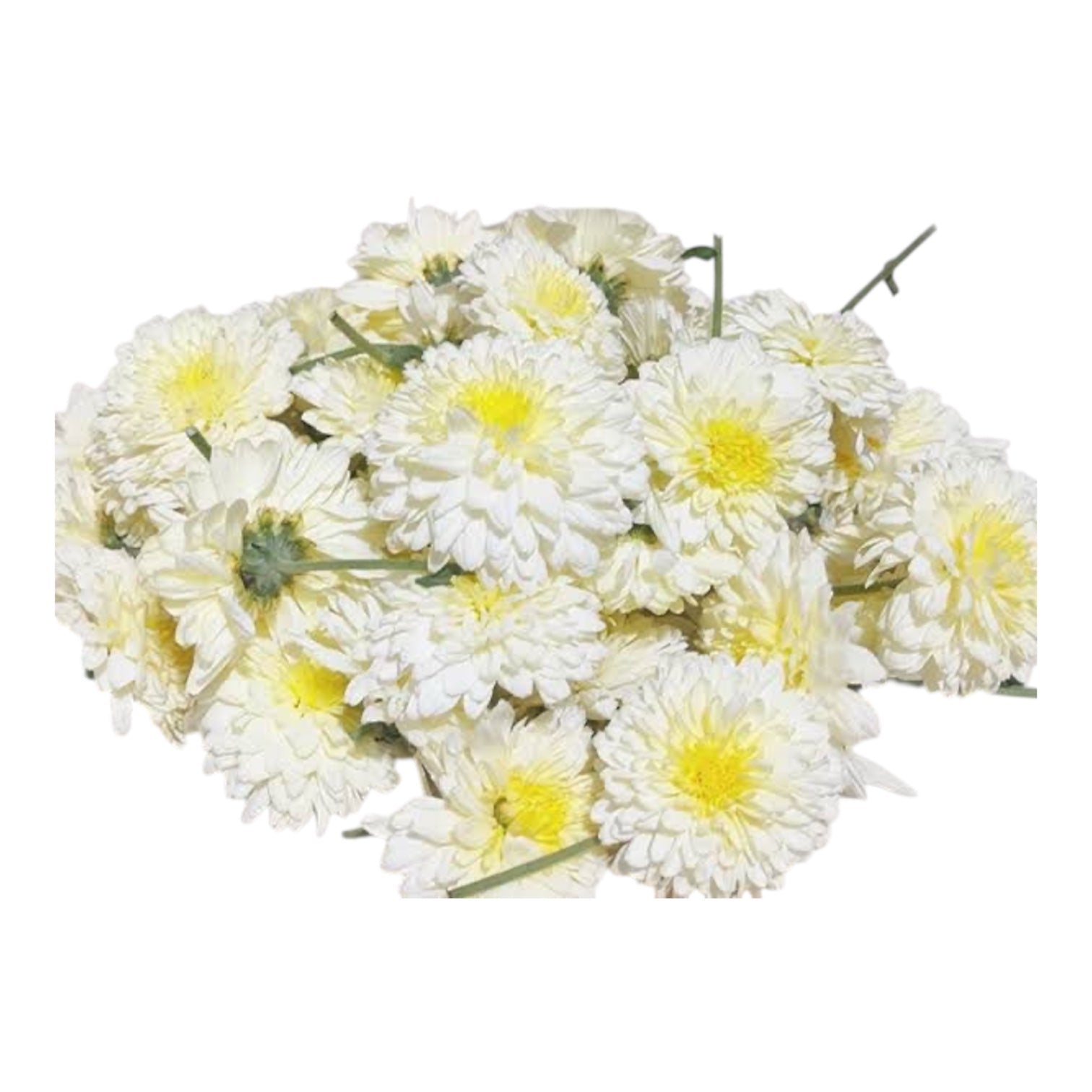 White Chrysanthemum Flowers (Chamanthi) 100 Gm