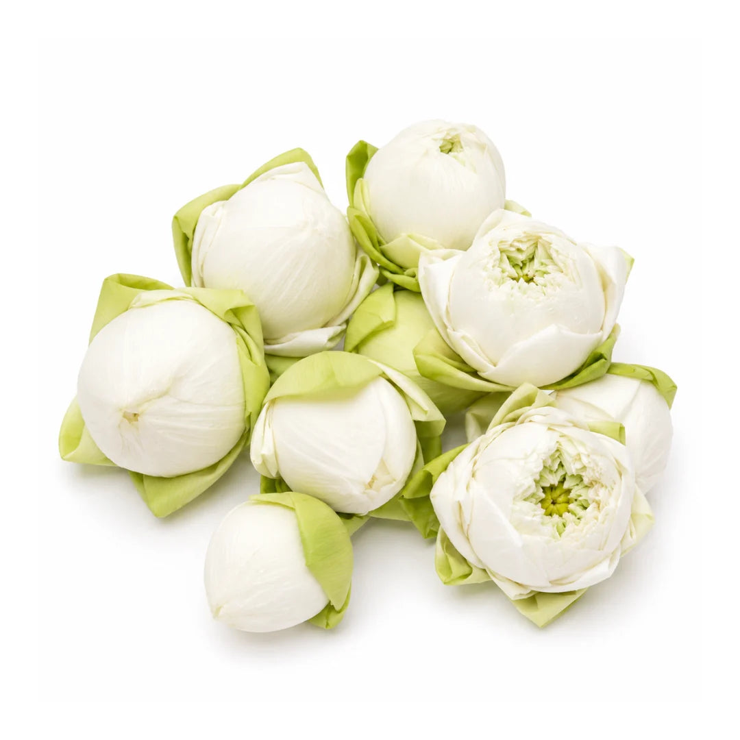 Lotus White (Flower) 1 Pc