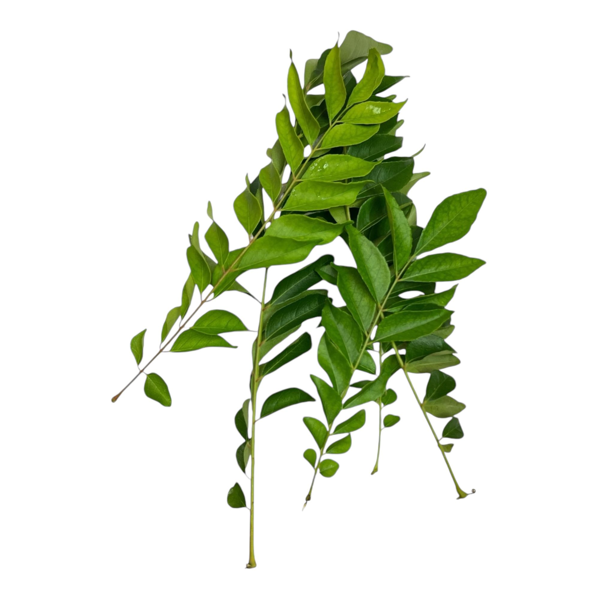 Curry Leaves 1-Pack