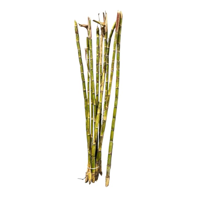 Sugar Cane 1 PCS