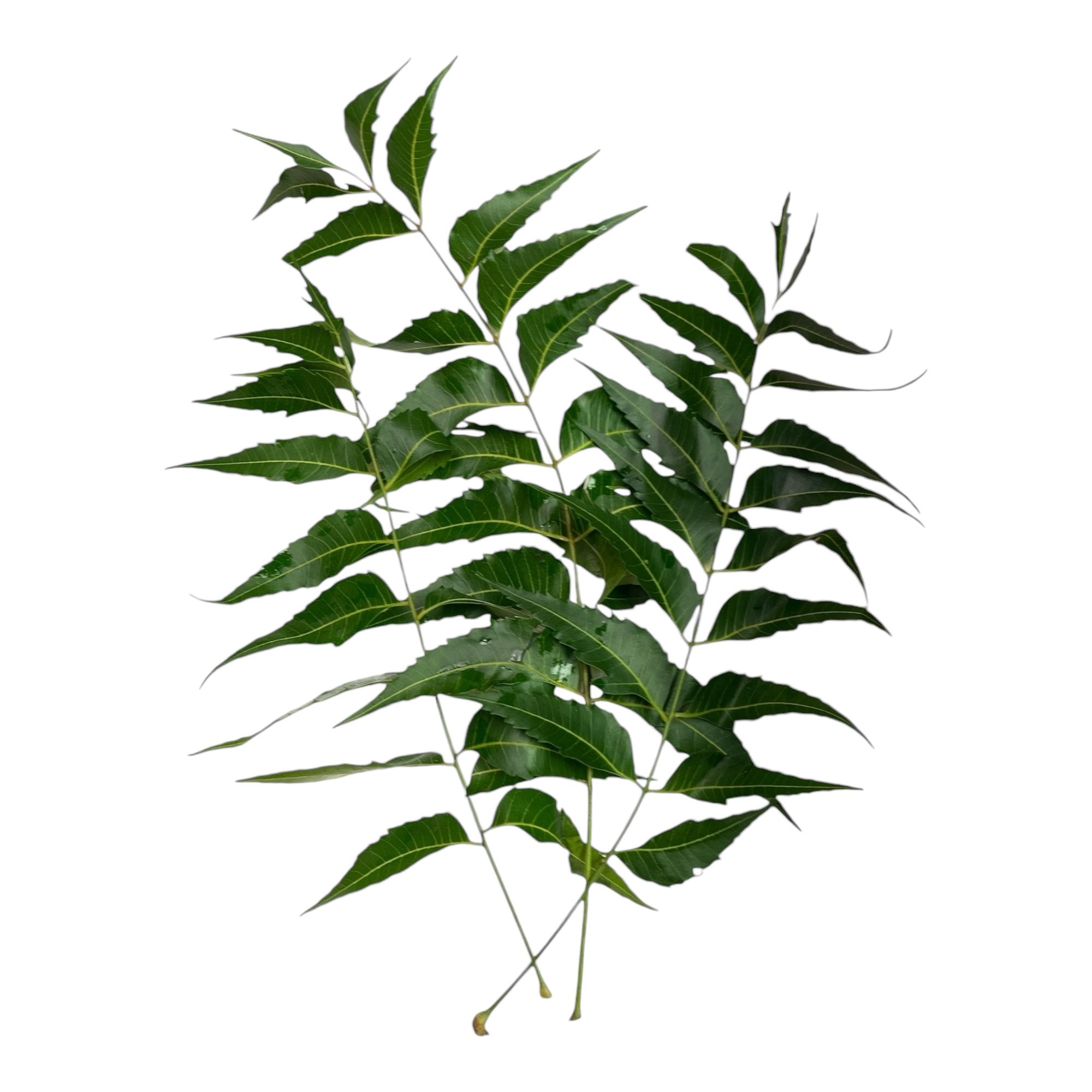 Neem Leaves 1 Pack