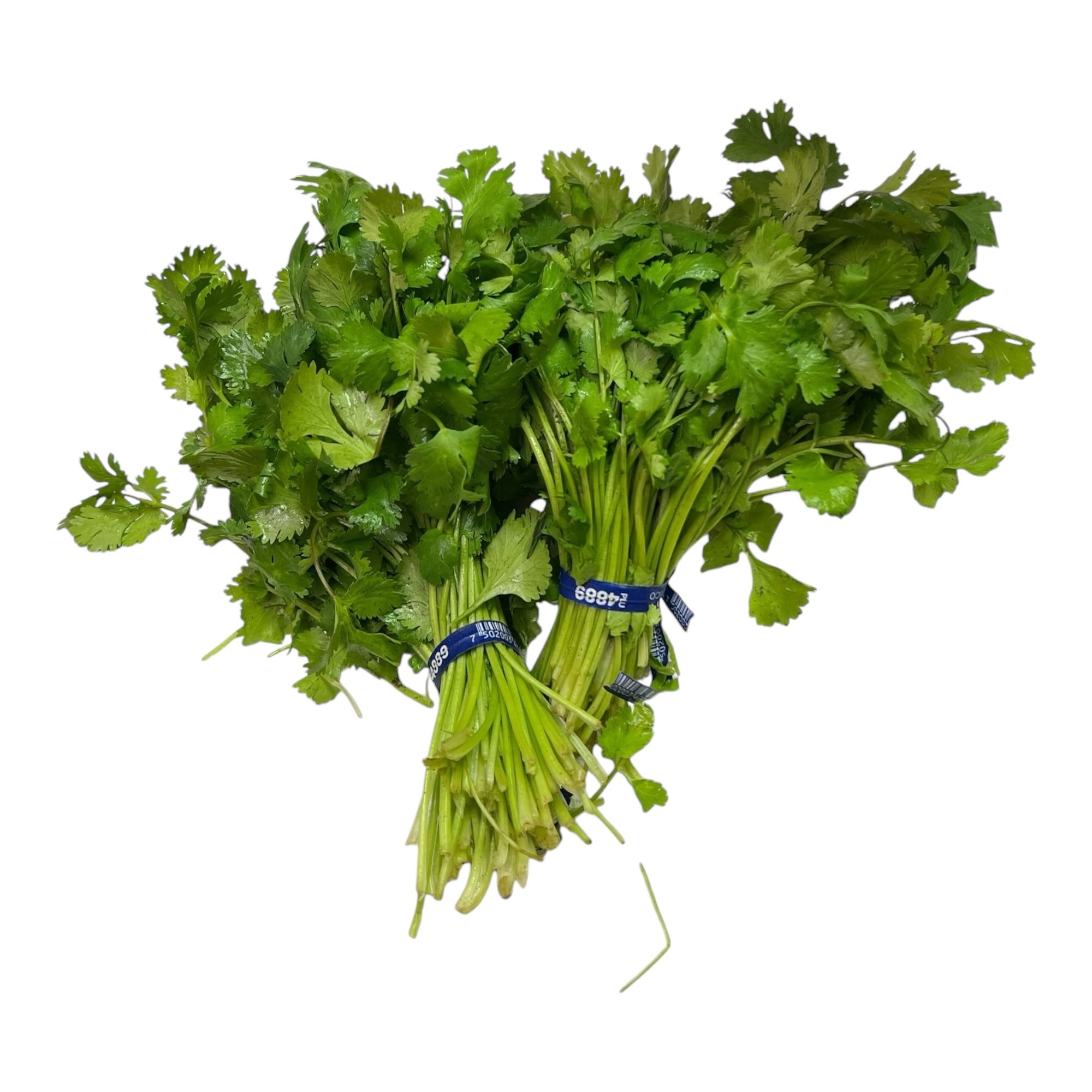 Cilantro 2 Bunch