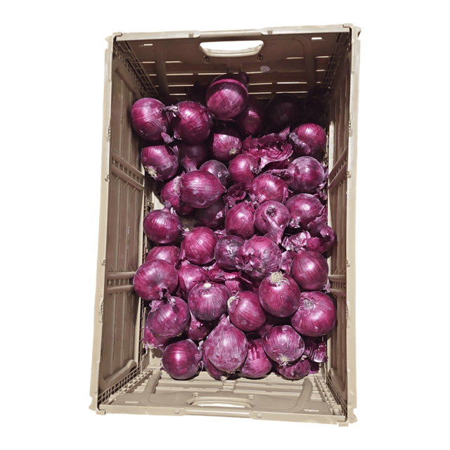 Red Onion Bag 25 LB