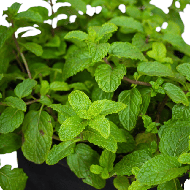 Mint 1 LB (est)