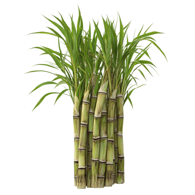 Sugar Cane whole 1 PC